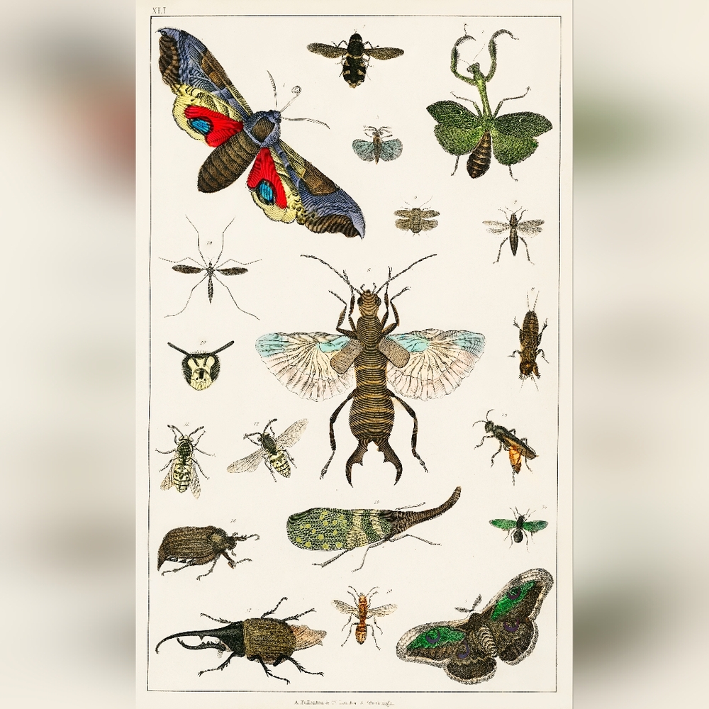Vintage Insect Illustration Art Print
